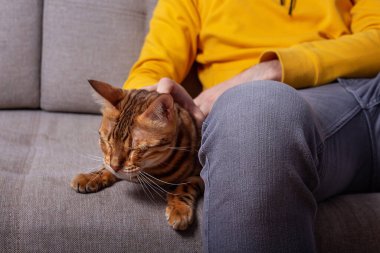 Bengal kedisiyle kanepede oturan tanınmayan beyaz bir genç. Şatafatlı sarı ve gri renkler. Harika benekli kedi ve sevgili sahibi.. 