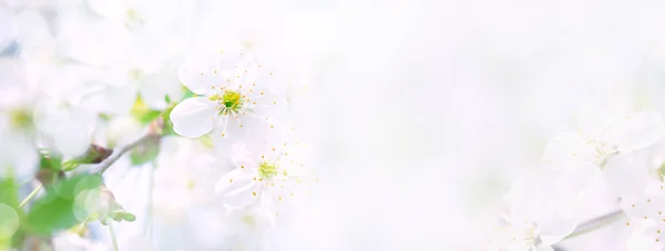 Дивовижна Біла Вишня Цвіте Гілках Крупним Планом Невелика Глибина Різкості — стокове фото