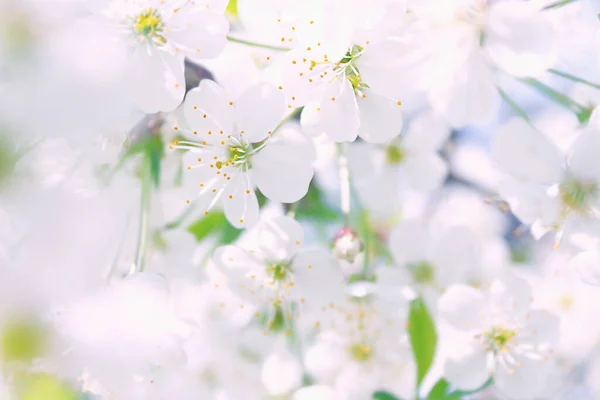 Дивовижна Біла Вишня Цвіте Гілках Крупним Планом Невелика Глибина Різкості — стокове фото