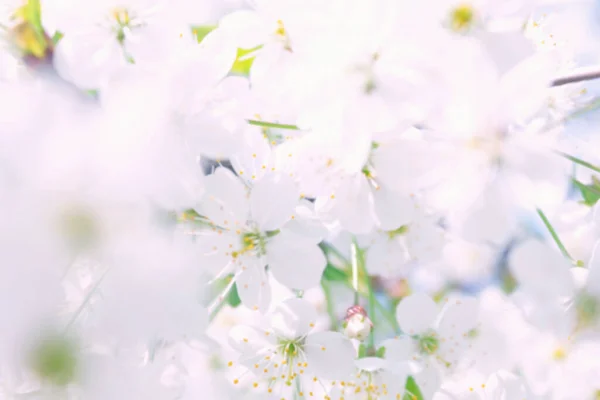 가지에 아름다운 벚꽃입니다 클로즈업하고 사이에 초록색 — 스톡 사진