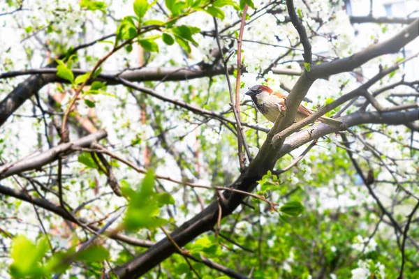 Kleine grijze mus in takken van de boom. — Stockfoto