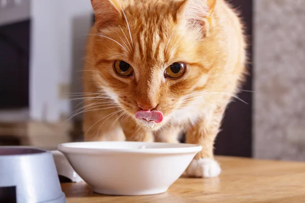 Ginger cat lame sobre un tazón de leche. — Foto de Stock