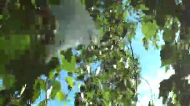 Rüzgarda sallanan yapraklı ağaç dalları.