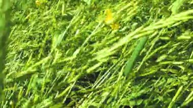 Bulanık ağır çekim 4k çimen videosu. Sahada koşarken çimenler hareket ediyor. Güneşli bir yaz günü ve rüzgâr çimenleri taşıyor..