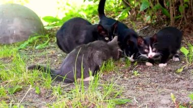 Birkaç sokak kedisi, çimenlerde yemek yiyen kediler.. 