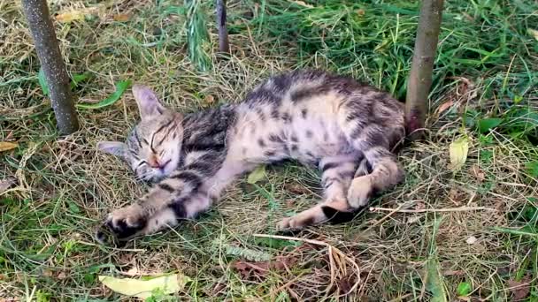 Lustiges Kätzchen schläft im Sommer im Gras. — Stockvideo