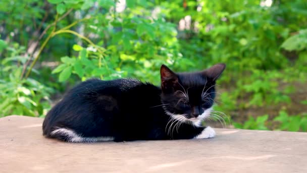 Söt svart vit kattunge sover på bänk. — Stockvideo