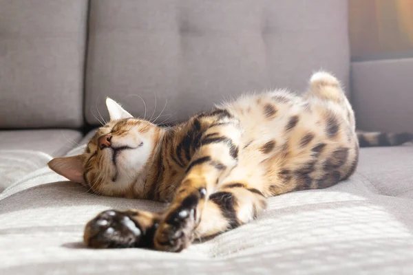 Bengala gato acostado en sofá y sonriendo. —  Fotos de Stock