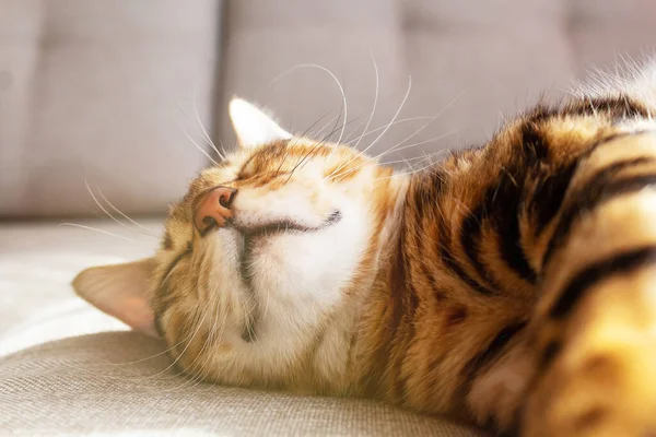 Bengala gato acostado en sofá y sonriendo. — Foto de Stock