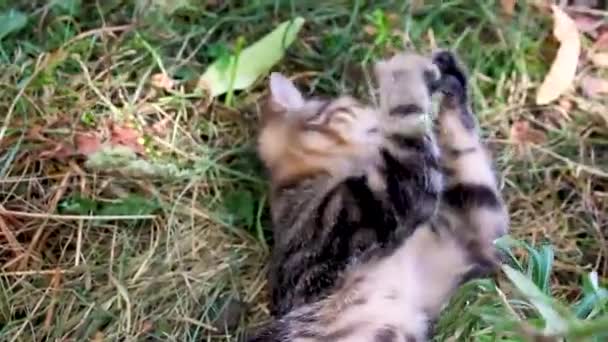 Rolig randig kattunge leka med gräs. FHD. — Stockvideo