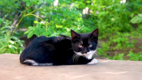 Schattig zwart wit kitten slapen op bank. — Stockvideo