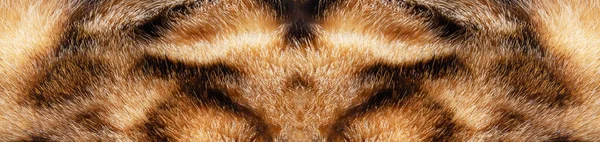 Kočičí srst bengálské kočičí textury pozadí. Detailní záběr. — Stock fotografie