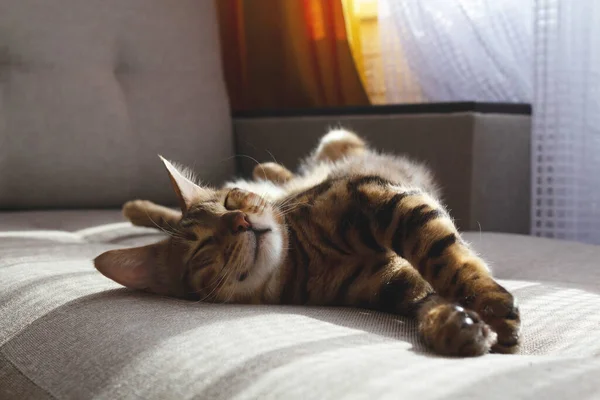Bengala gato acostado en sofá y sonriendo. —  Fotos de Stock