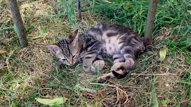 Gattino divertente che dorme sull'erba in estate. — Video Stock