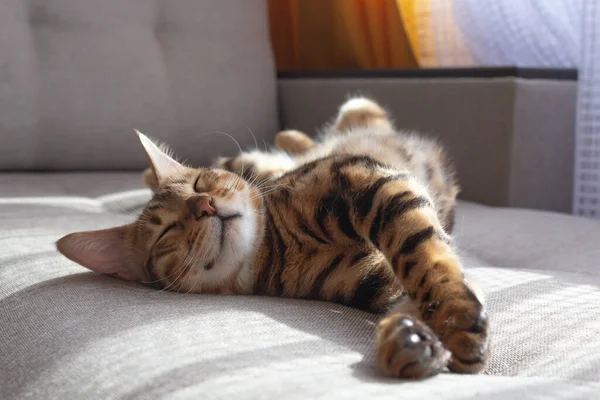 Bengal cat lying on sofa and smiling.