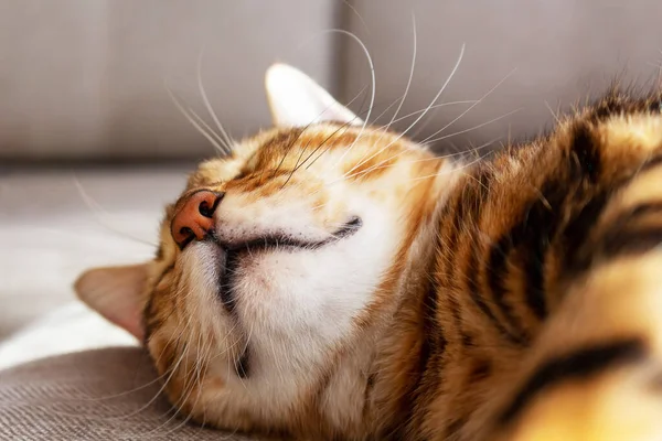 Bengala gato acostado en sofá y sonriendo. — Foto de Stock
