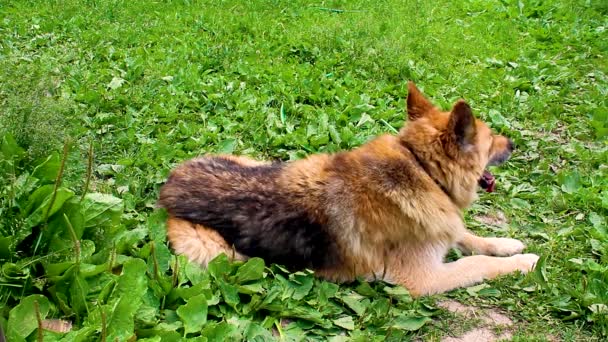 Cão muito velho respirando pesadamente no calor. — Vídeo de Stock