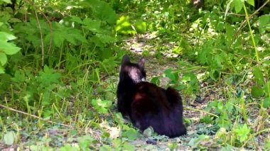 Kedi çimlere uzanıp ot yiyor..