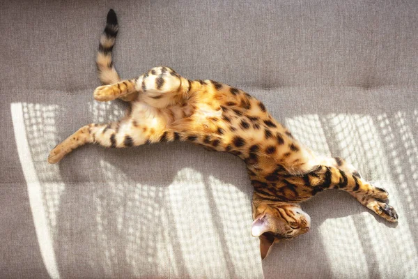 Gato de Bengala acostado en sofá y descansando. —  Fotos de Stock