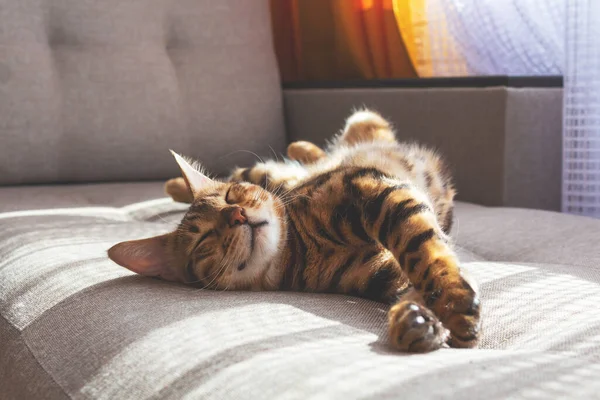 Gato Bengala Doméstico Incrível Com Pêlo Manchado Deitado Sofá Sorrindo — Fotografia de Stock