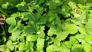 Yatakta çilek topluyorum. Böğürtlen topla.
