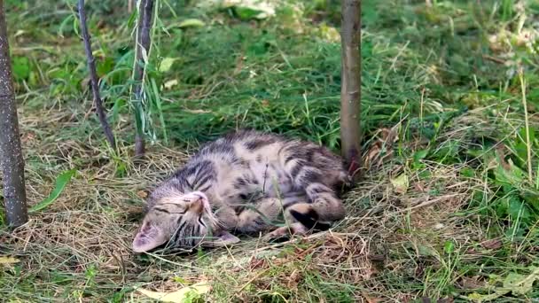 Gattino divertente che dorme sull'erba in estate. — Video Stock