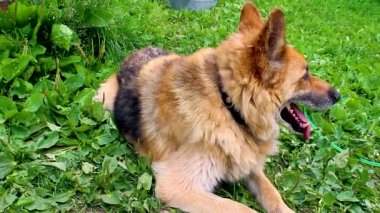 Çok yaşlı bir köpek sıcaktan nefes alıyor..