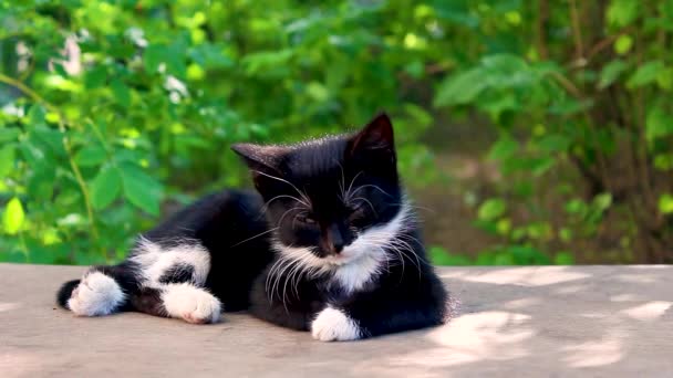 Söt svart vit kattunge sover på bänk. — Stockvideo