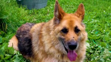 Çok yaşlı bir köpek sıcaktan nefes alıyor..
