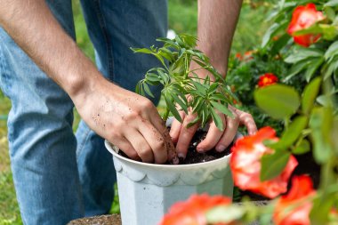 Genç çiftçi beyaz tencereye bitki eker.. 
