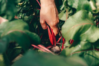 Çiftlikte hasat sırasında pancarlı eller. 