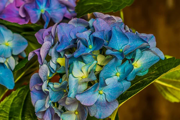 Hermosas Flores Azules Hortensia Alféizar Ventana —  Fotos de Stock