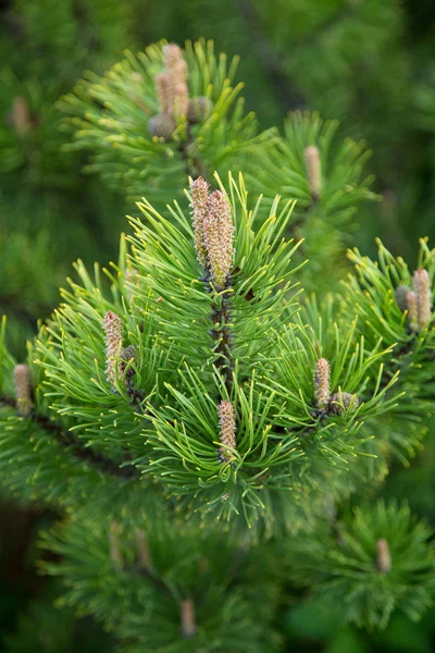 Pine branches in nature Stock Picture