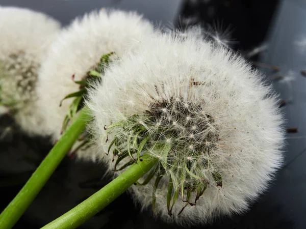 Beyaz Hava Çiçekleri Karahindiba Tohumları Siyah Ayna Arka Planında — Stok fotoğraf