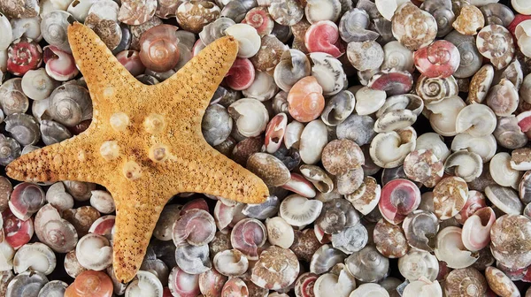 Fundo Conchas Coloridas Com Uma Estrela Mar — Fotografia de Stock