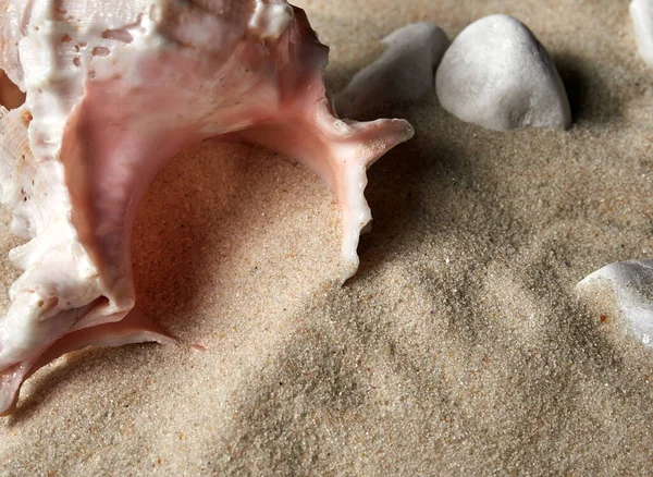 Sandy Beach Background Shells Stones Sand Texture Summer Copy Space — Stock Photo, Image