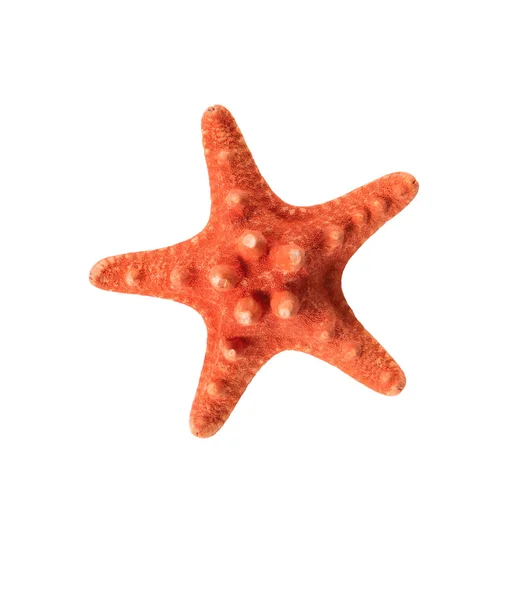 Red starfish — Stock Photo, Image