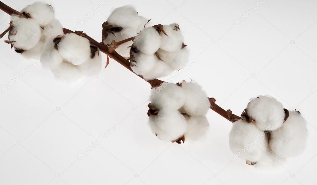 a branch of cotton on white background