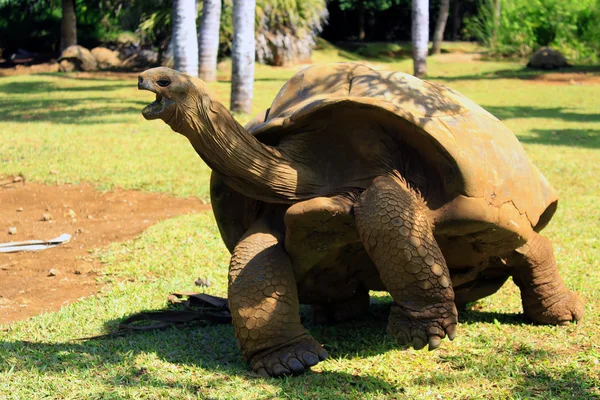 モーリシャスの熱帯公園で巨大な絶滅危惧種亀 — ストック写真