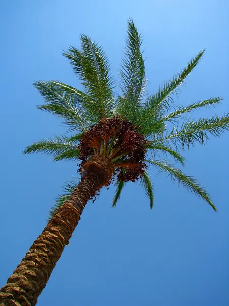 Palma de data com frutas maduras sob o céu azul — Fotografia de Stock