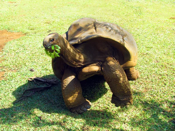 Гігантські зникаючих черепаха зелена їжі в тропічного парку на Маврикії — стокове фото