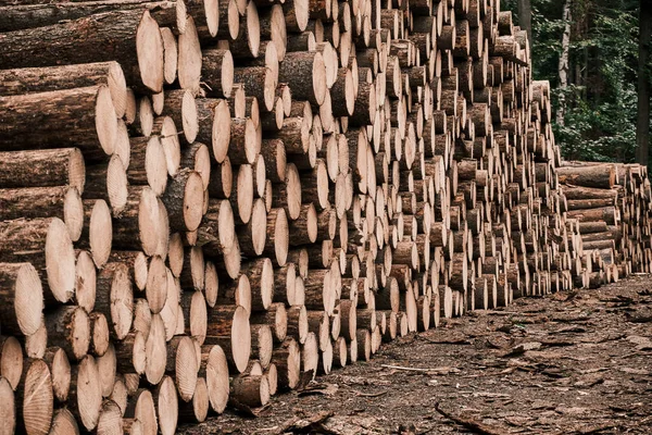 Troncos de madera recién cortados en el bosque esperando ser transportados y procesados. Madera aserrada. Primer plano de los troncos de árboles talados. — Foto de Stock
