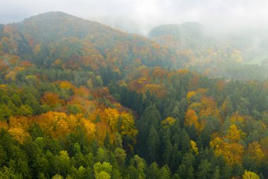 Renkli sonbaharda hava manzarası ya da sonbahar köknar veya bulutlarla kaplı yaprak ormanı