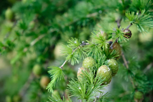 Kleine frische grüne Zapfen auf der Tanne — Stockfoto