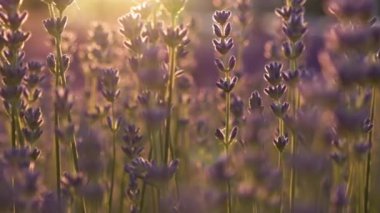 Mor levandül çiçek tarlası ya da gün batımında çayır. Yavaş çekim. 
