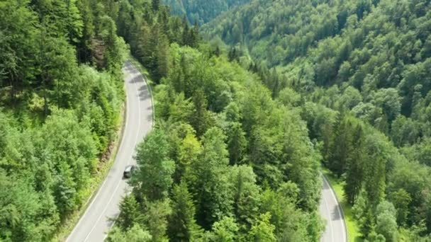 Bergstraße oder Serpentine im Wald mit Autoverkehr und hohen grünen Bäumen. Luftaufnahme erstaunlicher Kiefernwälder und Laubbäume — Stockvideo