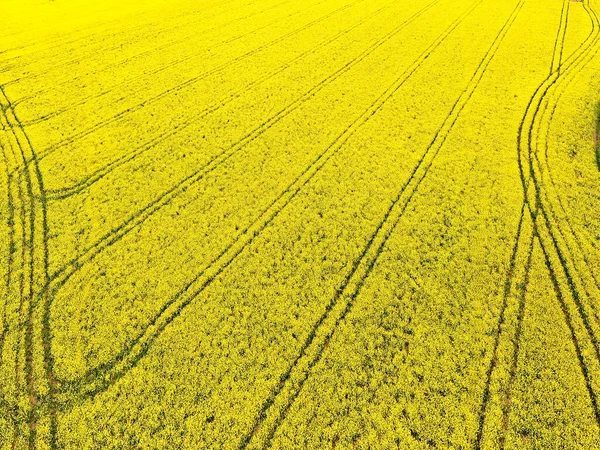 Top kilátás a sárga mező repce és zöld rét messze és a vidéki út. — Stock Fotó