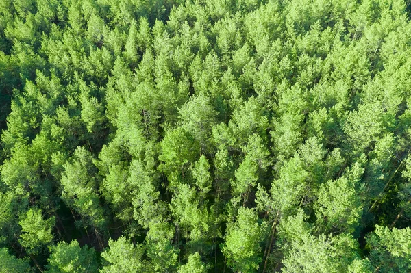Paesaggio forestale di giovani cime di alberi verdi. Vista sopra. — Foto Stock