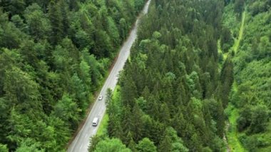 Ormandaki dağ yolu trafiği ve yüksek yeşil ağaçlarla dolu. İnanılmaz çam ağaçlarının, yaprakların ve kırılanların havadan görünüşü.