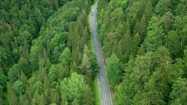 Route de montagne ou serpentine incurvée dans la forêt avec circulation automobile et arbres verts élevés. Vue aérienne de pins et de feuillus étonnants — Video